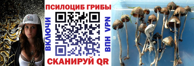 мориарти телеграм  Северск  Псилоцибиновые грибы MAGIC MUSHROOMS  купить наркотики цена 